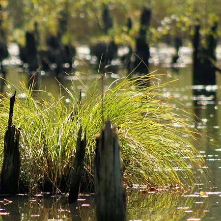 Bakonyi Kiscsillag *